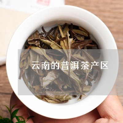 云南的普洱茶产区/2023040917081