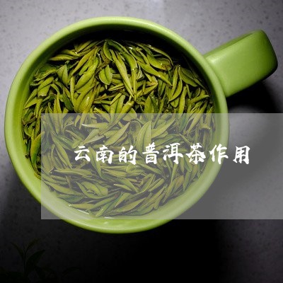 云南的普洱茶作用/2023031806157