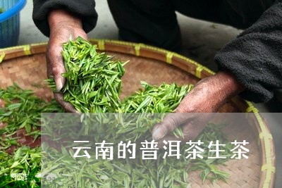 云南的普洱茶生茶/2023031654060