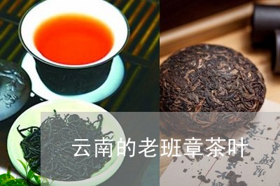 云南的老班章茶叶/2023032935258