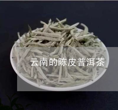 云南的陈皮普洱茶/2023041037051