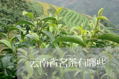 云南省名茶有哪些/2023032523826