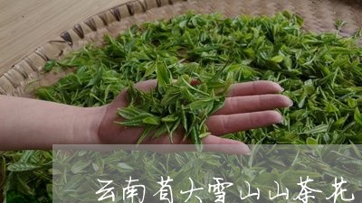 云南省大雪山山茶花/2023041404839