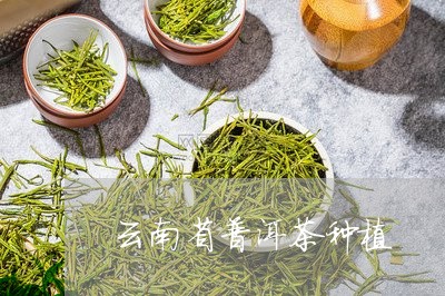 云南省普洱茶种植/2023033093816