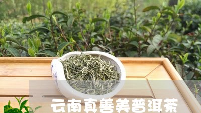 云南真善美普洱茶/2023041030371