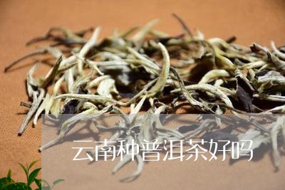 云南种普洱茶好吗/2023031617159