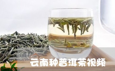 云南种普洱茶视频/2023041226178