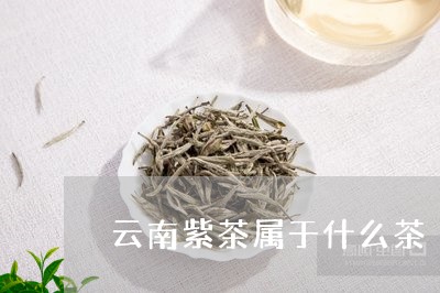 云南紫茶属于什么茶/2023032225359