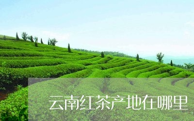 云南红茶产地在哪里/2023032234167