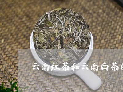 云南红茶和云南白茶的区别/2023040187280