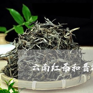 云南红茶和普洱茶/2023040174050