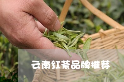 云南红茶品牌推荐/2023032539382