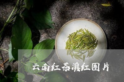 云南红茶滇红图片/2023032978269