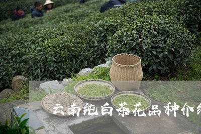 云南纯白茶花品种介绍图片/2023040133836