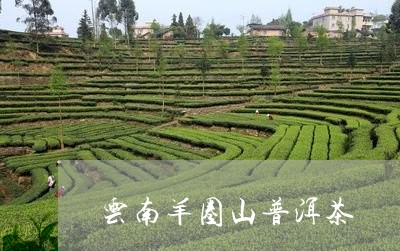 云南羊圈山普洱茶/2023041004138