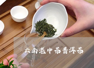 云南老中茶普洱茶/2023041230716