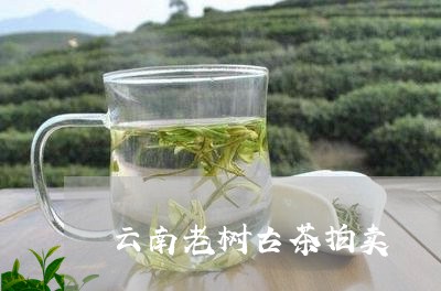 云南老树古茶拍卖/2023032504870