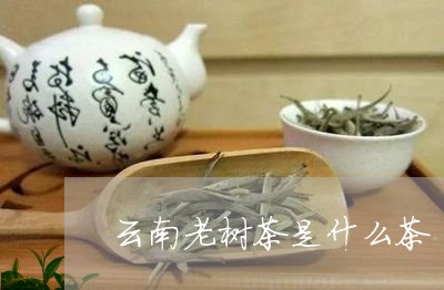 云南老树茶是什么茶/2023032296150