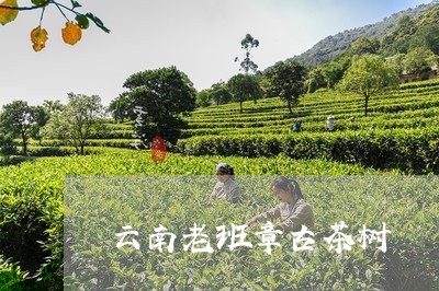 云南老班章古茶树/2023032803825