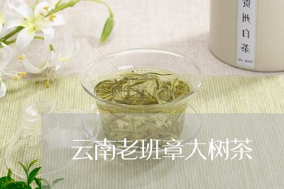 云南老班章大树茶/2023032804935