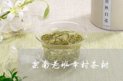 云南老班章村茶树/2023032860484