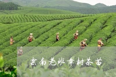 云南老班章树茶苗/2023032949717