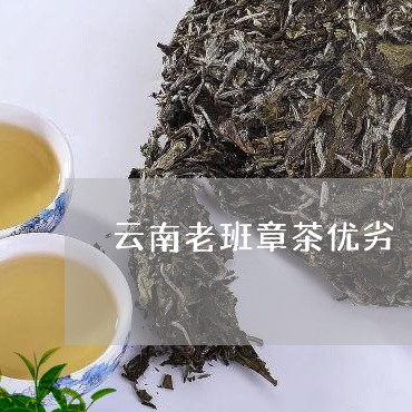 云南老班章茶优劣/2023032903938