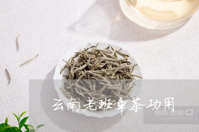 云南老班章茶功用/2023032931693