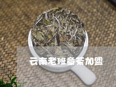 云南老班章茶加盟/2023032972605