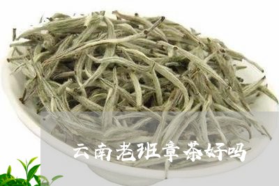 云南老班章茶好吗/2023032971895