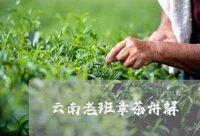 云南老班章茶讲解/2023032908280