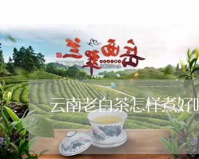 云南老白茶怎样煮好喝又香/2023040122615