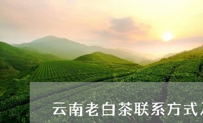 云南老白茶联系方式及电话/2023033115260