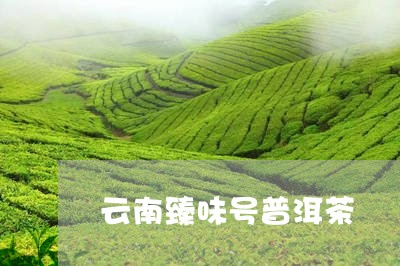 云南臻味号普洱茶/2023031705268