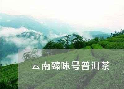 云南臻味号普洱茶/2023041368392