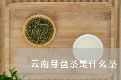 云南芽苞茶是什么茶/2023032291482