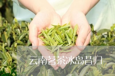 云南茗茶冰岛昔归/2023032339464