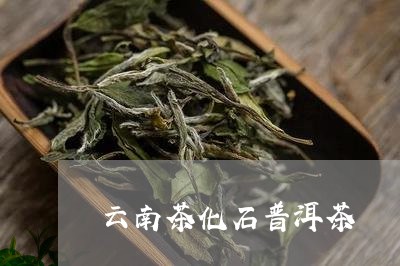 云南茶化石普洱茶/2023041263949