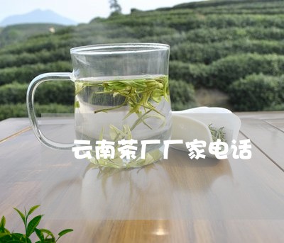 云南茶厂厂家电话/2023032580303