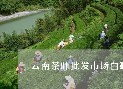 云南茶叶批发市场白毫银针/2023040124941