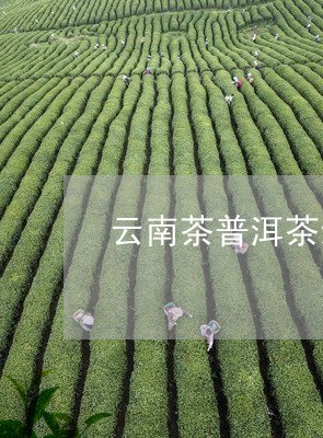 云南茶普洱茶红茶/2023041067270