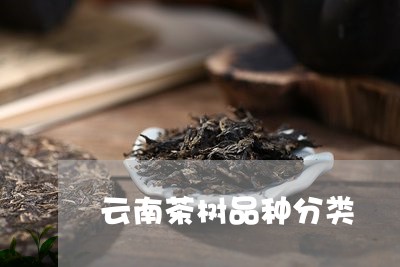 云南茶树品种分类/2023032594838