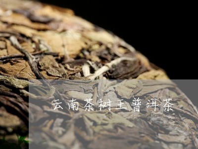 云南茶树王普洱茶/2023031794927