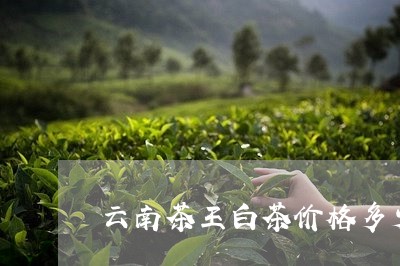 云南茶王白茶价格多少一斤/2023040145249