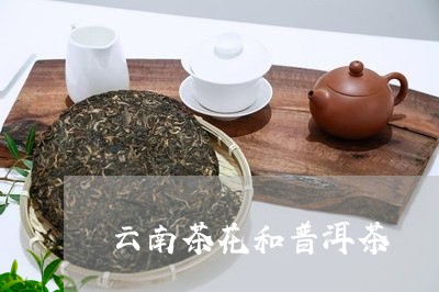 云南茶花和普洱茶/2023041288371