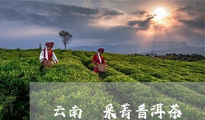 云南蠂采菁普洱茶/2023041299594