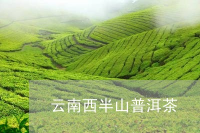 云南西半山普洱茶/2023041055936