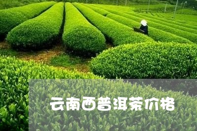 云南西普洱茶价格/2023041004160