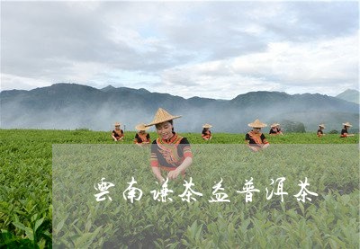 云南谦茶益普洱茶/2023031681826