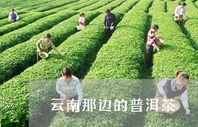 云南那边的普洱茶/2023040993029